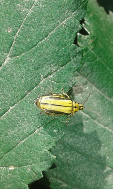 Larve di Xanthogaleruca luteola (Chrysomelidae)? S.